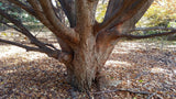 Zelkova serrata Seeds - Japanese Zelkova