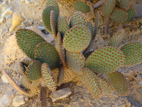 Opuntia rufida 20 Seeds - Cow Blinder