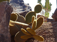 Opuntia rufida 20 Seeds - Cow Blinder