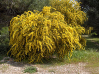 Acacia saligna Seeds - Coojong