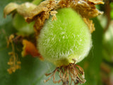 Actinidia deliciosa 20 Seeds - Kiwifruit