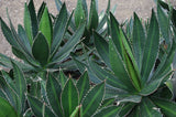 Agave lophantha Seeds - Thorn Crested Agave