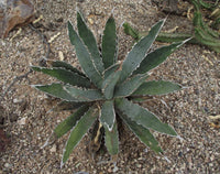 Agave lophantha Seeds - Thorn Crested Agave