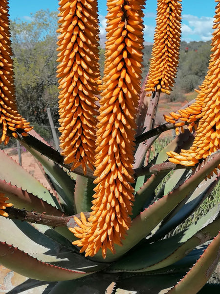 bitter aloe vera plant Aloe ferox 20 Seeds