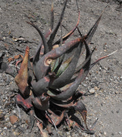 Aloe microstigma Seeds - Cape Speckled Aloe