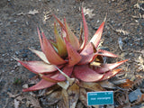 Aloe microstigma Seeds - Cape Speckled Aloe