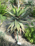 Aloe microstigma Seeds - Cape Speckled Aloe