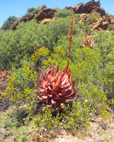 Aloe microstigma Seeds - Cape Speckled Aloe