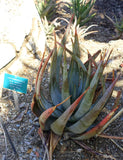 Aloe wickensii 20 Seeds - Aloe cryptopoda