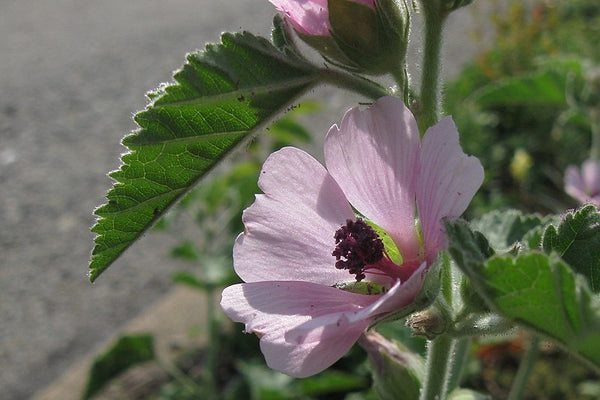 marshmallow plant seeds Althaea officinalis Seeds