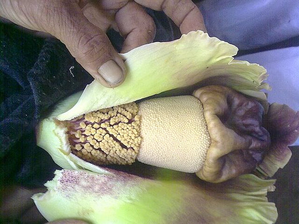 Amorphophallus paeoniifolius 20 Seeds - Elephant Yam