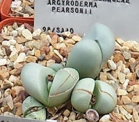Argyroderma pearsonii Seeds