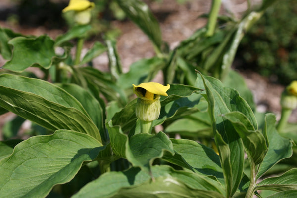 Arisaema flavum 15 Seeds - Yellow Cobra Lily