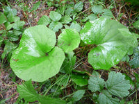 Arnoglossum reniforme 30 Seeds - Great Indian Plantain