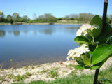 Aronia melanocarpa 100 Seeds - Black Chokeberry