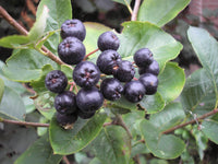 Aronia melanocarpa 100 Seeds - Black Chokeberry