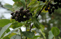 Aronia melanocarpa 100 Seeds - Black Chokeberry