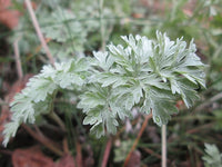 Artemisia absinthium 500 Seeds- Wormwood