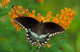 Asclepias tuberosa 30 Seeds - Butterfly Milkweed