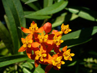 Asclepias tuberosa 30 Seeds - Butterfly Milkweed