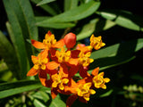 Asclepias tuberosa 30 Seeds - Butterfly Milkweed