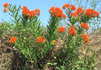 Asclepias tuberosa 30 Seeds - Butterfly Milkweed