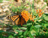 Asclepias tuberosa 30 Seeds - Butterfly Milkweed