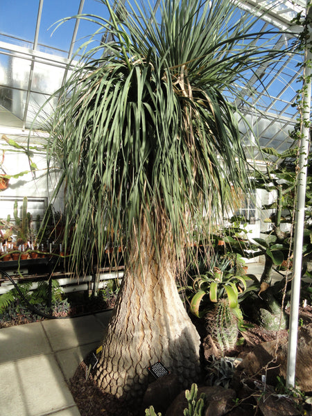 biggest ponytail palm Beaucarnea recurvata 20 Seeds