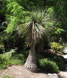 Beaucarnea stricta 25 Seeds - Elephant Foot Palm
