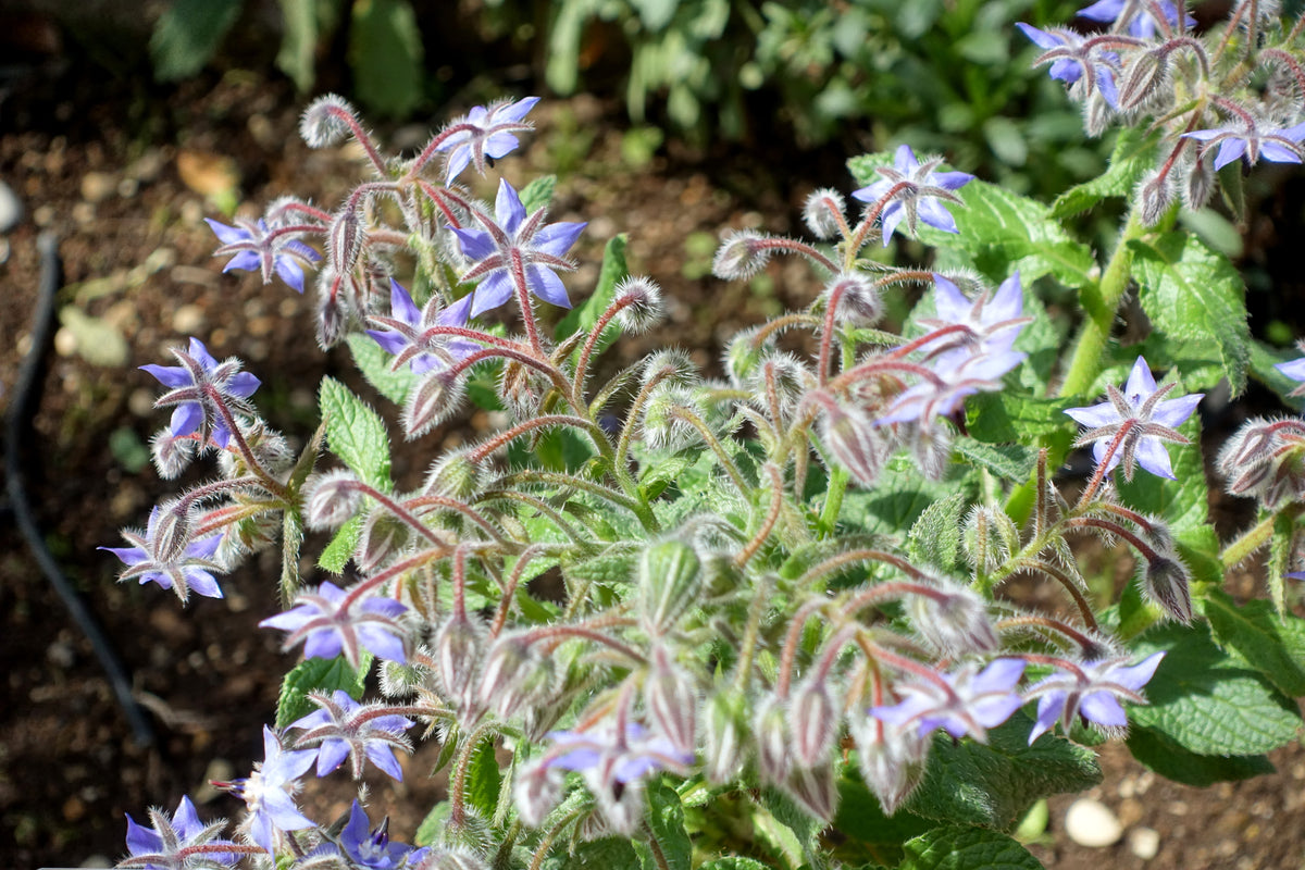Borago officinalis 50 Seeds (Tangkapan Layar)
