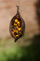 Brachychiton populneus 20 Seeds - Kurrajong