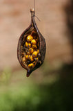 Brachychiton populneus 20 Seeds - Kurrajong