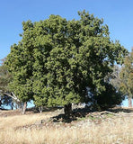 Brachychiton populneus 20 Seeds - Kurrajong