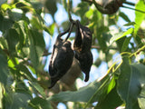 Brachychiton populneus 20 Seeds - Kurrajong