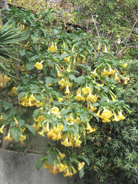 Brugmansia suaveolens 25 Seeds (Yellow Flower) - Yellow Angel's Trumpet