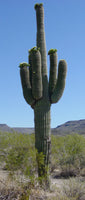 Carnegiea gigantea Seeds - Saguaro Cactus