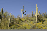 Carnegiea gigantea Seeds - Saguaro Cactus