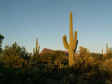 Carnegiea gigantea Seeds - Saguaro Cactus