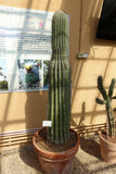 Carnegiea gigantea Seeds - Saguaro Cactus