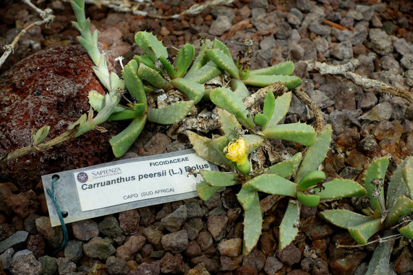 Carruanthus peersii 25 Seeds