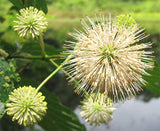 Cephalanthus occidentalis Seeds - Buttonbush