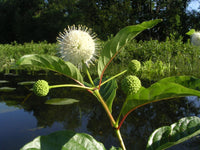 Cephalanthus occidentalis Seeds - Buttonbush