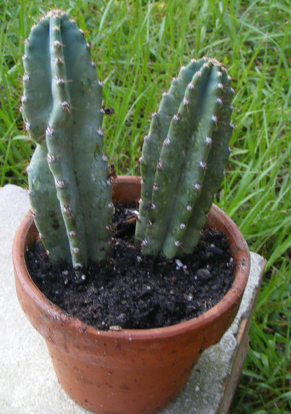 Cereus peruvianus Seeds - Peruvian apple cactus