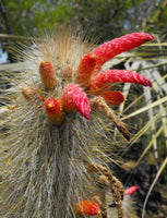 Cleistocactus jujuyensis 25 Seeds - Red Spined Silver Torch