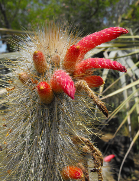 Cleistocactus jujuyensis 25 Seeds - Red Spined Silver Torch