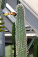 Cleistocactus palhuayensis 25 Seeds - Green Flowered Cleistocactus