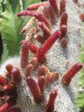 Cleistocactus strausii 25 Seeds - Silver Torch