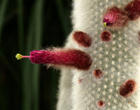 Cleistocactus strausii 25 Seeds - Silver Torch