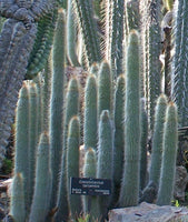 Cleistocactus tarijensis 25 Seeds