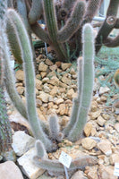 Cleistocactus tominensis 25 Seeds